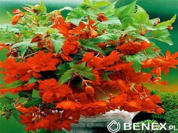 Kapers Begonia Pendula Pomarańczowa 6/+ 2 Szt.