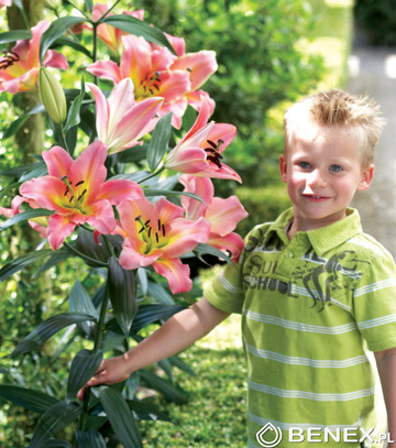 Kapers Lilium - Lilia Drzewiasta On Stage 18/20 2 Szt.