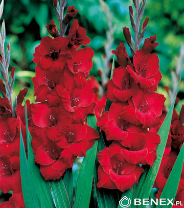 Skrzynka Gladiolus - Mieczyk Czerwony Luz 14/+ 400 Szt.