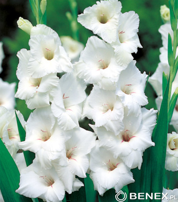 Mega Paka  Gladiolus - Mieczyk White Prosperity 12/14 30 Szt.