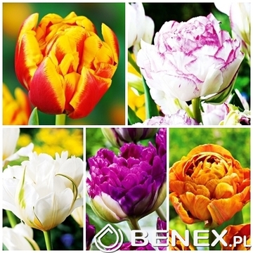 Showbox Tulip - Tulipan Pełny "4" 11/12 150 Szt.
