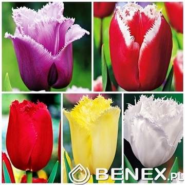 Showbox Tulip - Tulipan Strzępiasty "2" 11/12  250 Szt.