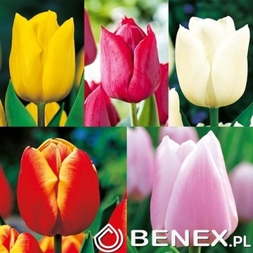 Showbox Tulip - Tulipan Na Kwiaty Cięte 12/+ 250 Szt.