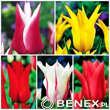 Showbox Połówkowy Tulip - Tulipan Liliokształtny "2"  11/12  125 Szt.