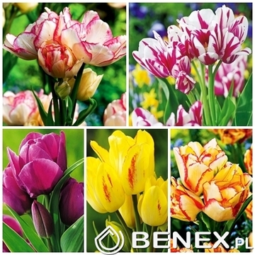 Showbox Połówkowy Tulip - Tulipan Wielokwiatowy "3" 11/12  125 Szt.