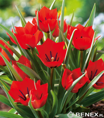 Tulipa - Tulipan Red Hunter 6/+ 1 Szt.