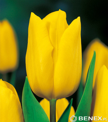 Tulipa - Tulipan Strong Gold 12/+ 1 Szt.