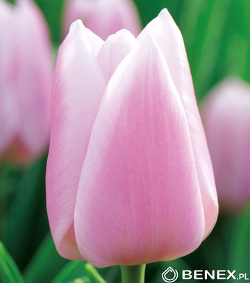 Tulip - Tulipan Gabriella 11/12 1 Szt.