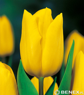 Singiel Tulip - Tulipan Strong Gold 12/+ 50 Szt.