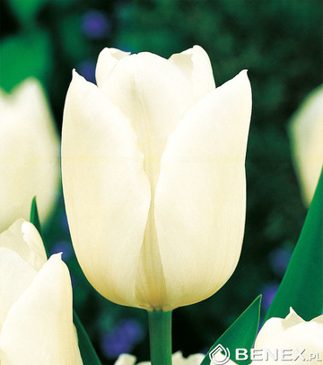 Singiel Tulipa - Tulipan White Dynasty 12/+ 50 Szt.