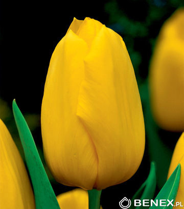 Singiel Tulipa - Tulipan Conqueror 12/+ 50 Szt.