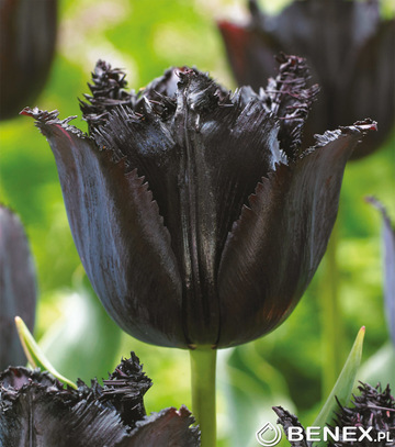 Singiel Tulipa - Tulipan Fringed Black 11/12 30 Szt.
