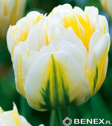 Singiel Tulipa - Tulipan Flaming Evita 11/12 30 Szt.