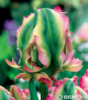 Kapers Tulipa - Tulipan Exotic Parrot 12/+ 5 Szt.