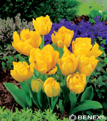 Kapers Tulipa - Tulipan Yellow Baby 10/11 5 Szt.