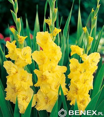 Gladiolus - Mieczyk Yellow Frans 12/14 1 Szt.