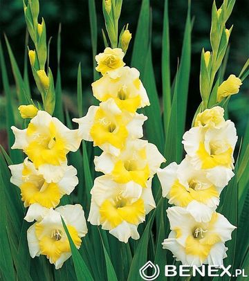 Gladiolus - Mieczyk Buggy 12/14 1 Szt.