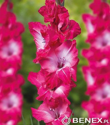 Gladiolus - Mieczyk Evident 12/14 1 Szt.