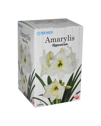 Hippeastrum- Amarylis Biały 22/24 W Pudełku 1 Szt.