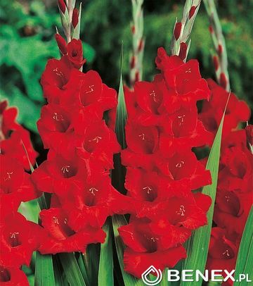 Singiel Gladiolus - Mieczyk Advance Red 12/14 60 Szt.