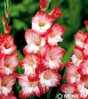Skrzynka Gladiolus - Mieczyk Biało-Różowy Luz 14/+ 400 Szt.
