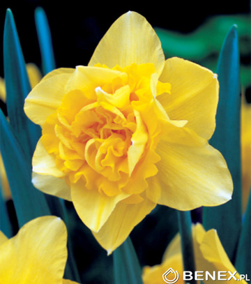 Skrzynka Narcissus - Narcyz Pełny Żółty 14/16 200 Szt.