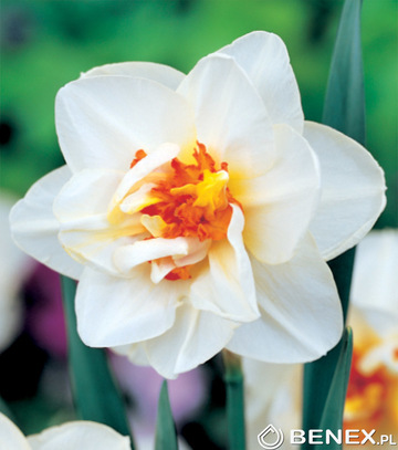 Skrzynka Narcissus - Narcyz Pełny Biało Pomarańczowy 14/16 200 Szt.