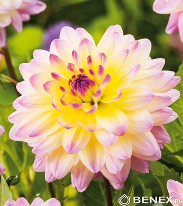 Dahlia - Dalia Sagitta I 1 Szt.