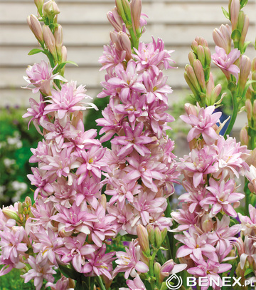 Polianthes Tuberosa - Tuberoza Pink Sapphire 10/12 1 Szt.