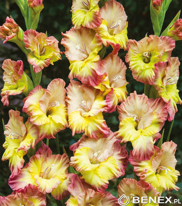 Gladiolus - Mieczyk Conca Verde 12/14 1 Szt.