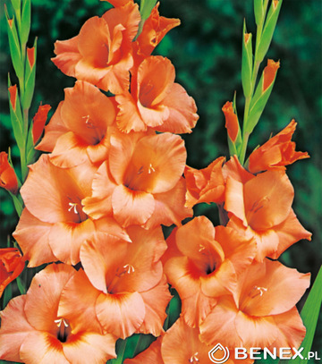 Kapers Gladiolus - Mieczyk Peter Pears 12/14 7 Szt.