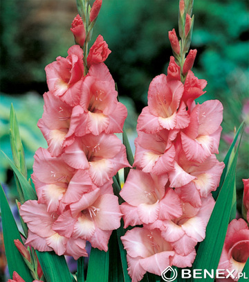 Kapers Gladiolus - Mieczyk Spic And Span 12/14 7 Szt.