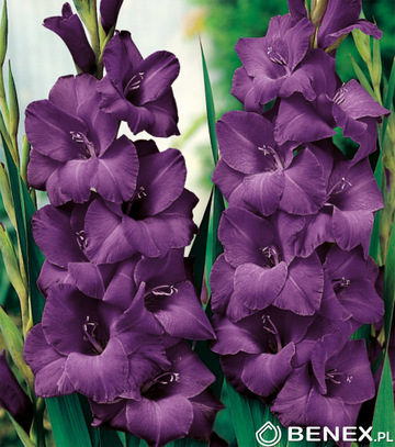 Kapers Gladiolus - Mieczyk Purple Flora 12/14 7 Szt.
