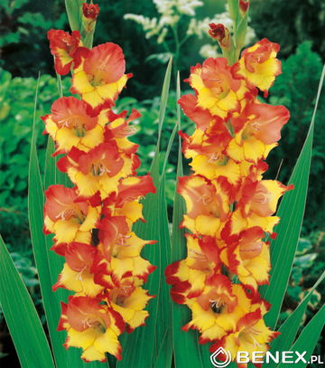 Skrzynka Połówkowa Gladiolus - Mieczyk Żółto-Czerwony Luz 14/+ 200 Szt.