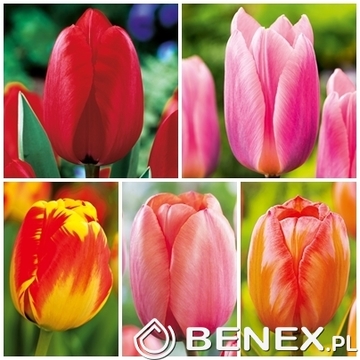 Showbox Połówkowy Tulip - Tulipan Darwina "2" 11/12  125 Szt.