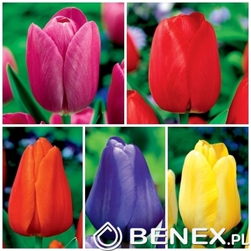 Showbox Tulip - Tulipan Zestaw Promocyjny "1" 11/12 250 Szt.