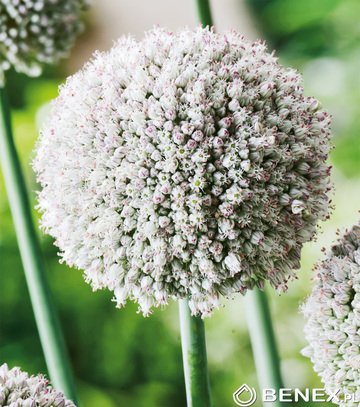 Singiel Allium - Czosnek White Cloud 6/+ 30 Szt.