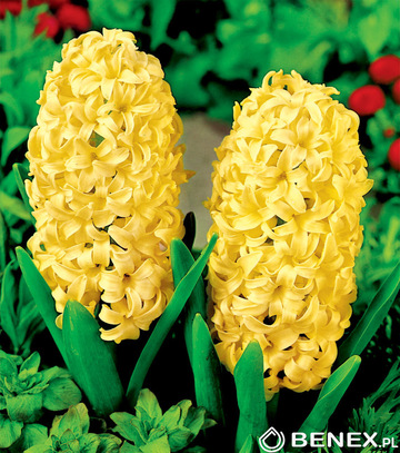 Hyacinth - Hiacynt Żółty 18/19 1 Szt.