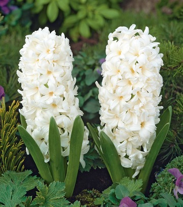Hyacinthus - Hiacynt Biały 18/19 1 Szt.