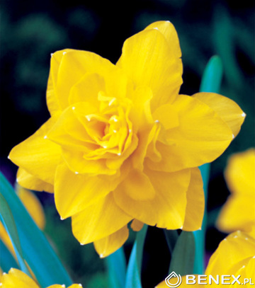 Singiel Narcissus - Narcyz Golden Ducat 14/16 30 Szt.