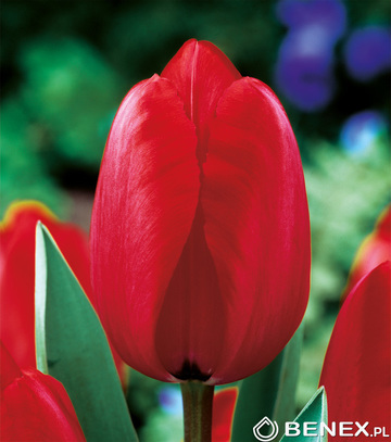 Tulipa - Tulipan Red Impression 11/12 1 Szt.