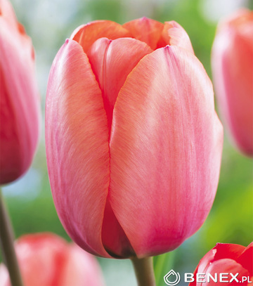 Singiel Tulipa - Tulipan Apricot Impression 11/12 50 Szt.