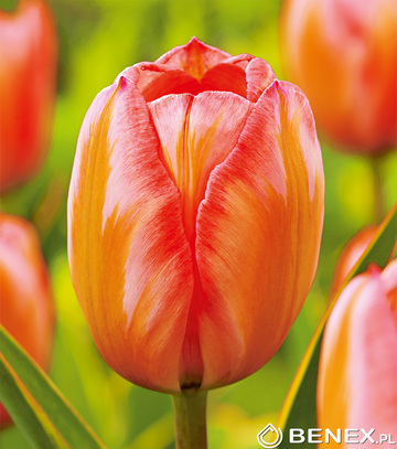 Singiel Tulipa - Tulipan Design Impression 11/12 50 Szt.