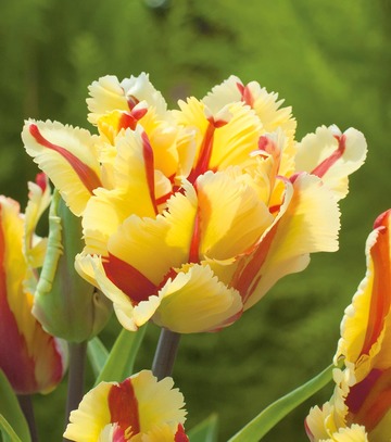 Tulipa - Tulipan Double Flaming Parrot 11/12 1 Szt.