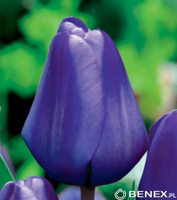 Singiel Tulip - Tulipan Triumph Blue 11/12 50 Szt.