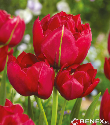 Singiel Tulipa - Tulipan Estatic 11/12 30 Szt.