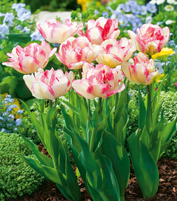 Tulipa - Tulipan Cartouche 12/+ 1 Szt.