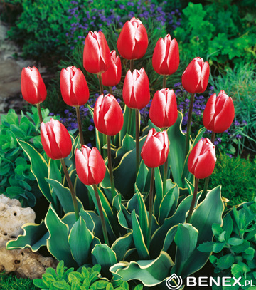 Tulip - Tulipan Charmeur 11/12 1 Szt.