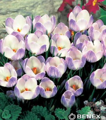 Kapers Crocus - Krokus Blue Pearl 5/7 10 Szt.