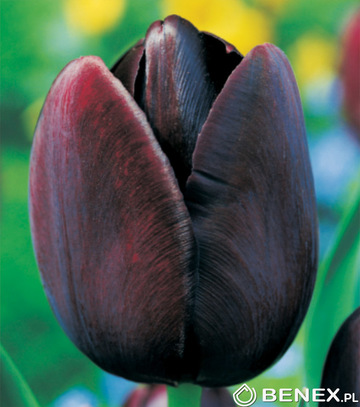 Skrzynka Połówkowa Tulipan - Tulipan Czarny 12/+ 200 Szt.